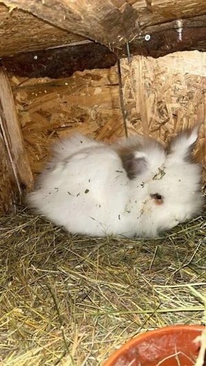 iepurasi pitici de companie - imagine 4