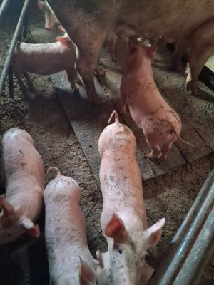 Porci de vanzare - imagine 2