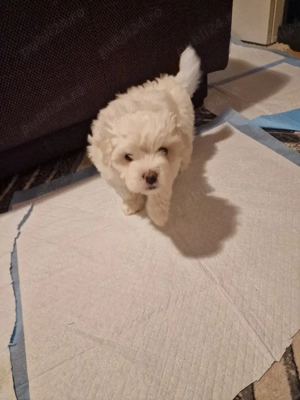 Cățeii bichon - imagine 2