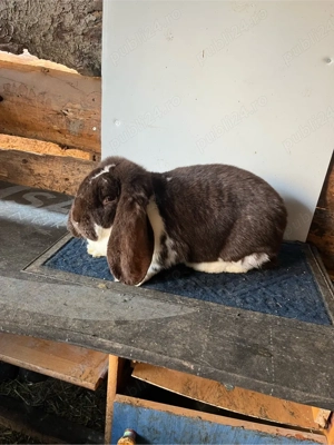 iepuri berbec german havana-mantulat - imagine 2