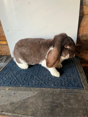 iepuri berbec german havana-mantulat - imagine 3