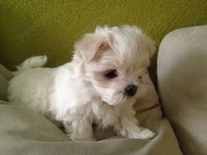 bichon maltez mini toy