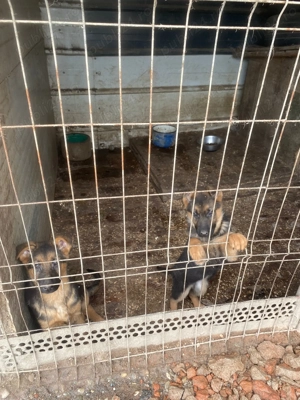 Pui ciobanesc german - imagine 4