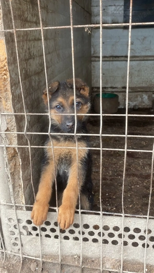 Pui ciobanesc german - imagine 3