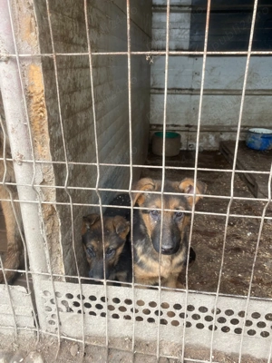 Pui ciobanesc german - imagine 5