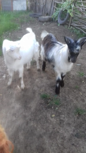 Țapi de vânzare - Vârstă: 8 luni - Greutate: 38 kg - 370 lei bucata - Detalii la telefon  - imagine 5