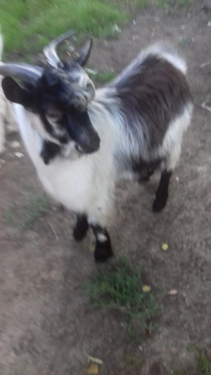 Țapi de vânzare - Vârstă: 8 luni - Greutate: 38 kg - 370 lei bucata - Detalii la telefon  - imagine 3