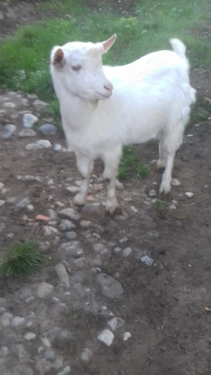 Țapi de vânzare - Vârstă: 8 luni - Greutate: 38 kg - 370 lei bucata - Detalii la telefon  - imagine 4