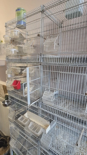 rastel voliers pasari - imagine 4