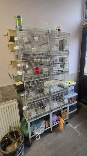 rastel voliers pasari