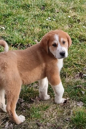 Ciobanesc asia centrala  - imagine 4