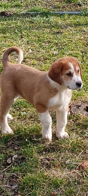 Ciobanesc asia centrala  - imagine 3