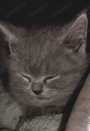 Puiuți British Shorthair Blue  - imagine 3