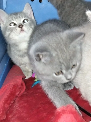 Puiuți British Shorthair Blue  - imagine 2