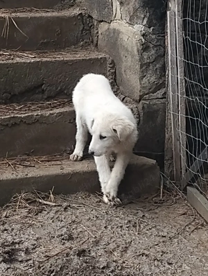 donez căței  - imagine 3