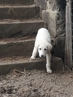 donez căței  - imagine 2