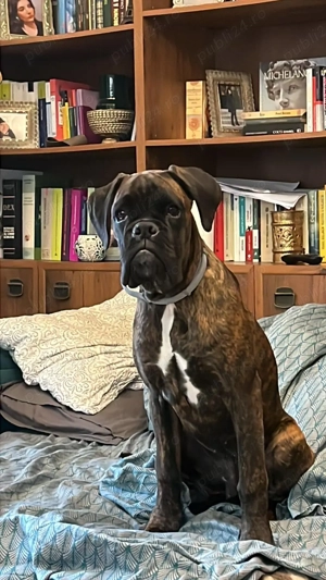Boxer Adoptie Responsabila 