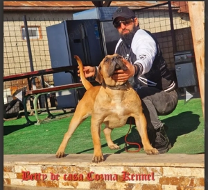 Femelă Presa Canario   3 ani   Pedigree   Fiică directă din Doctor Bul