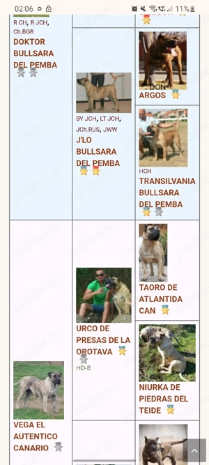 Femelă Presa Canario   3 ani   Pedigree   Fiică directă din Doctor Bul - imagine 2