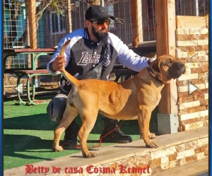 Femelă Presa Canario   3 ani   Pedigree   Fiică directă din Doctor Bul - imagine 3
