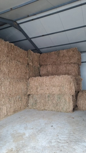 Baloti lucerna - imagine 2