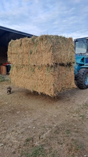 Baloti lucerna - imagine 4