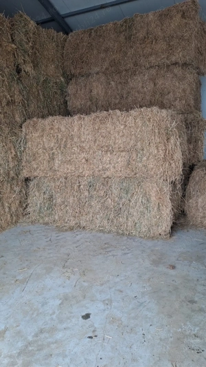 Baloti lucerna - imagine 3