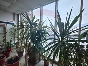 Spatiu de vanzare sau de inchiriat- Sighisoara - imagine 8