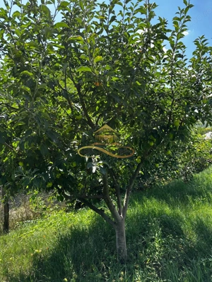 Casa de vanzare in Secuieni / Bacau - imagine 17