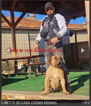 Femelă Presa Canario   3 ani   Pedigree   Fiică directă din Doctor Bul - imagine 4