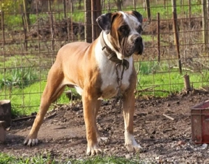 Jack   Mascul Presa Canario  1.4 ani - imagine 2