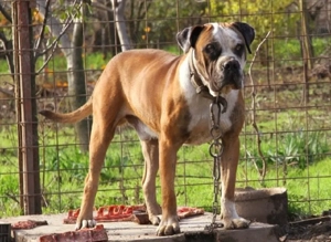 Jack   Mascul Presa Canario  1.4 ani - imagine 3