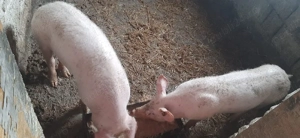 Vand 2 purcele - imagine 2