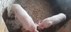 Vand 2 purcele - imagine 3