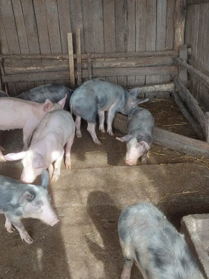 Purcei de vanzare- marele alb cu pietran, mari si mici. - imagine 3