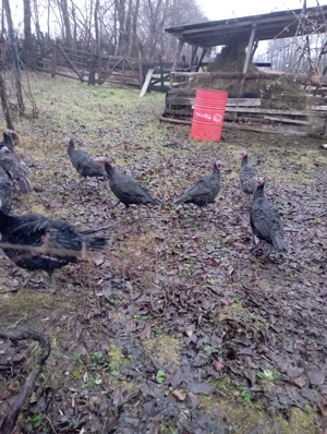 Vand curci  - imagine 3