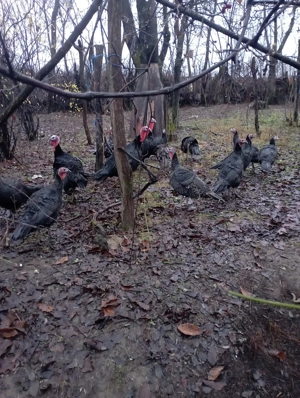 Vand curci  - imagine 5