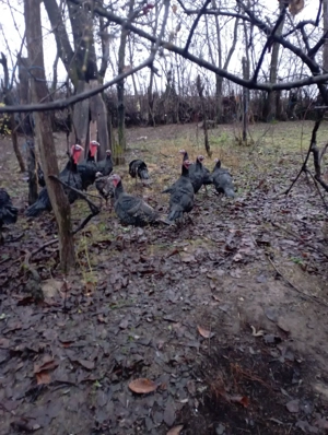 Vand curci  - imagine 2