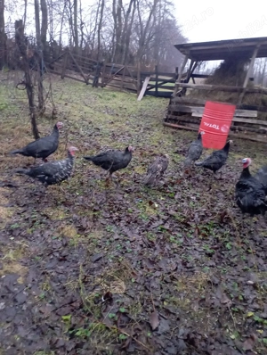 Vand curci  - imagine 4