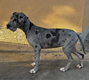 Dog german   Marele danez - imagine 2