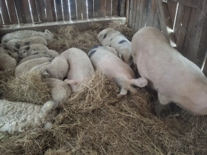 scroafe gestante de vanzare - imagine 3