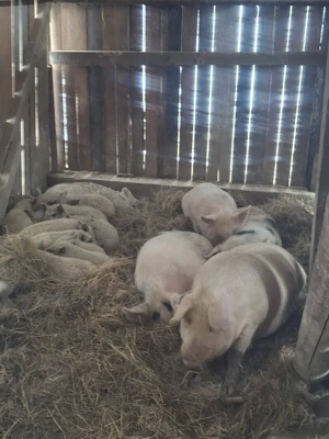 scroafe gestante de vanzare - imagine 4