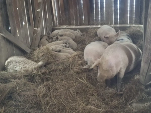 scroafe gestante de vanzare - imagine 2