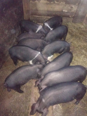 Vând purceii de 7 săptămâni 