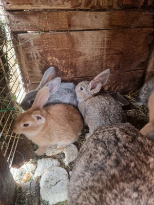 vand pui de iepuri  - imagine 5