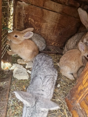 vand pui de iepuri  - imagine 3