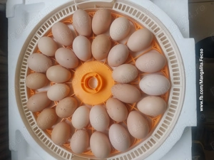 Incubator ou 30 buc, automat - imagine 3