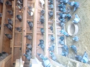 Porumbei de curse. - imagine 2