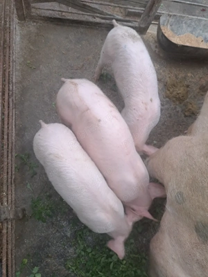 purcei de vânzare - imagine 2