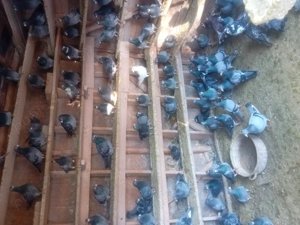 Porumbei de curse. - imagine 3